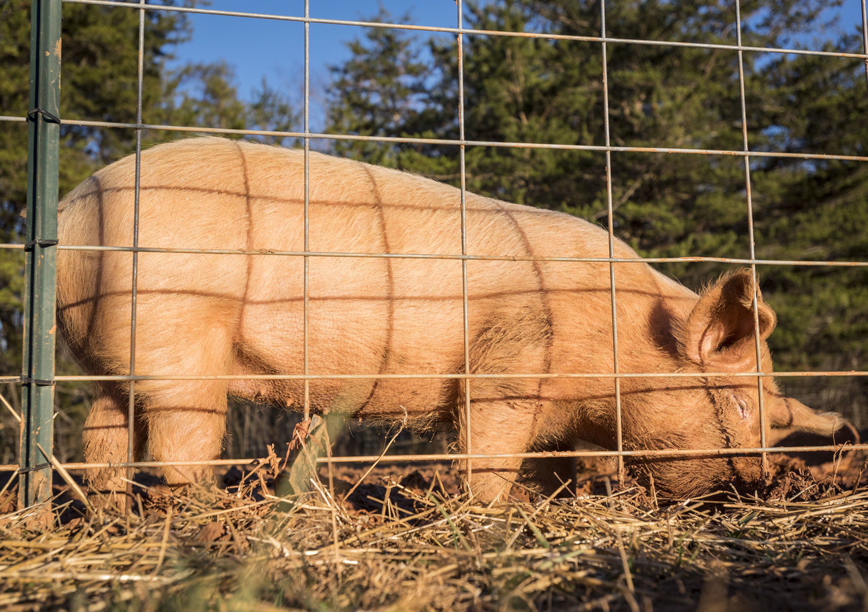 Pigs